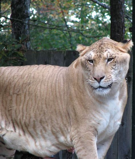 Meet The Liger Half Lion Half Tiger And The Worlds Largest Cat