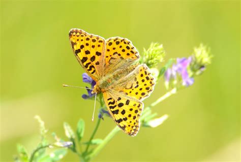 Kleiner Perlmuttfalter Kleiner Perlmutterfalter Issoria L Flickr