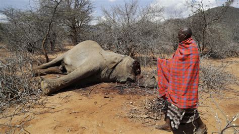 Hundreds of animals die in Kenyan wildlife preserves amid region’s ...