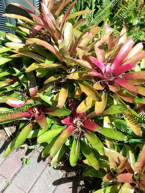 Bromeliad Pups : bromeliad