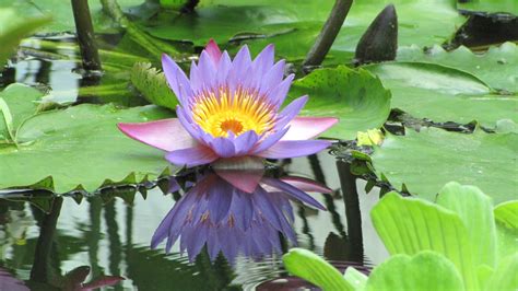 1024x768 wallpaper | Nymphaea Caerulea, Lotus, Flower, flower, water ...