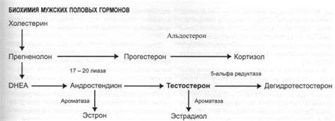 Как повысить тестостерон у мужчин за 10 шагов естественными способами