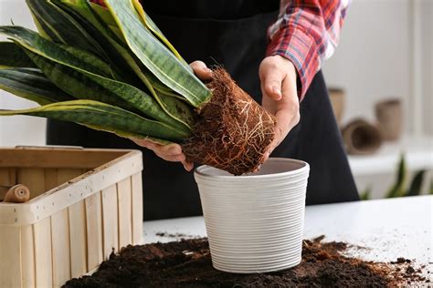 How To Choose Pot Size For Repotting Plants