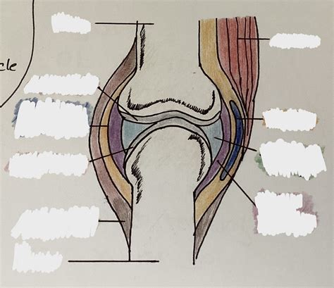 Pe Synovial Joint Diagram Quizlet