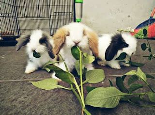 5 Makanan Kelinci Kecil Yang Sehat Supaya Cepat Besar Hobinatang