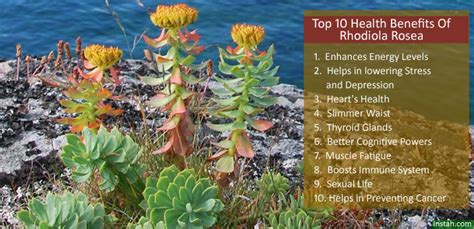 Top 10 Health Benefits Of Rhodiola Rosea Side Effects