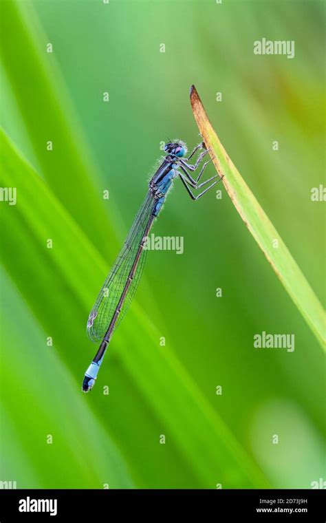 Blue Tailed Damselfly Ischnura Elegans Stock Photo Alamy