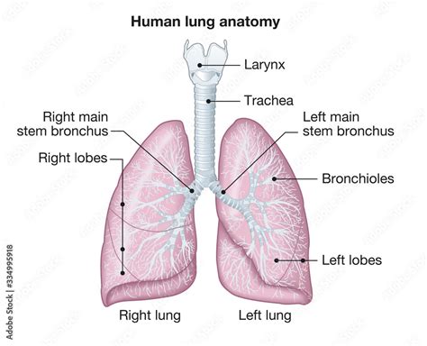 Human lungs anatomy, medically illustration Stock Illustration | Adobe Stock