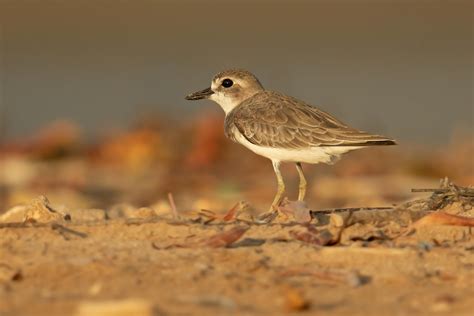 Greater sand plover (Charadrius leschenaultii)