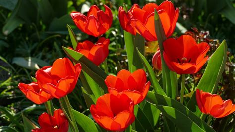 Comment choisir le bon désherbant pour votre jardin