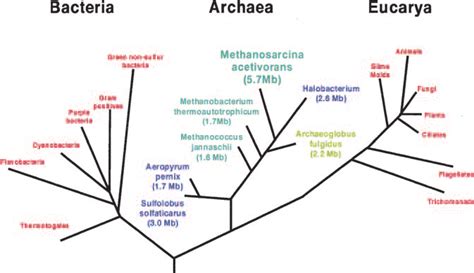 Universal Tree Of Life Based On Small Subunit Ribosomal Ssu Rna