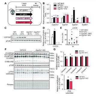 Cyp7b1 Deletion Compromises Cold Induced Fatty Acid Uptake Into BAT