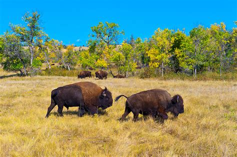 American Bison American Buffalo Custer State Park Black Hills