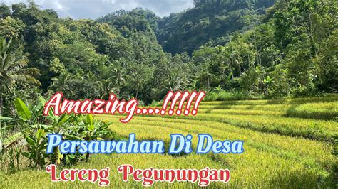 Sawah Di Desa Lereng Gunung Ini Indah Sekali YouTube