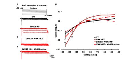 figure wnkk kinase regulates classical inwardly rectifying potassium