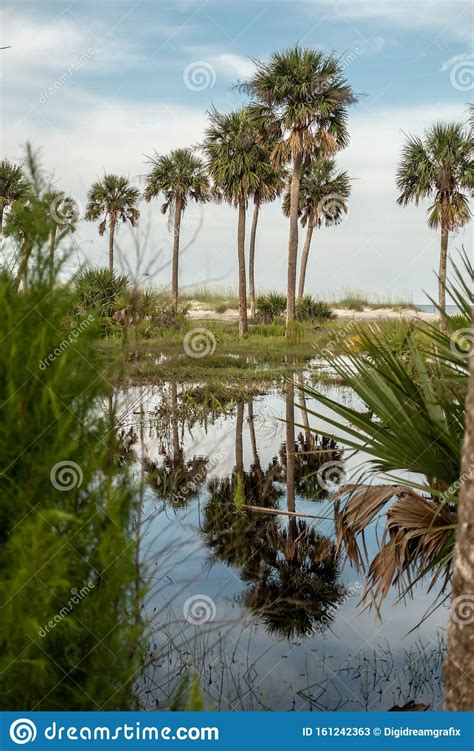 Reflections Of Palm Trees On Hunting Island South Carolina Stock Image Image Of Atlantic