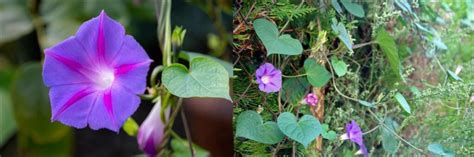 50 PURPLE Wildflowers In Pennsylvania ID Guide Bird Watching HQ