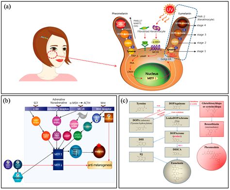 Melanogenesis Inhibitors