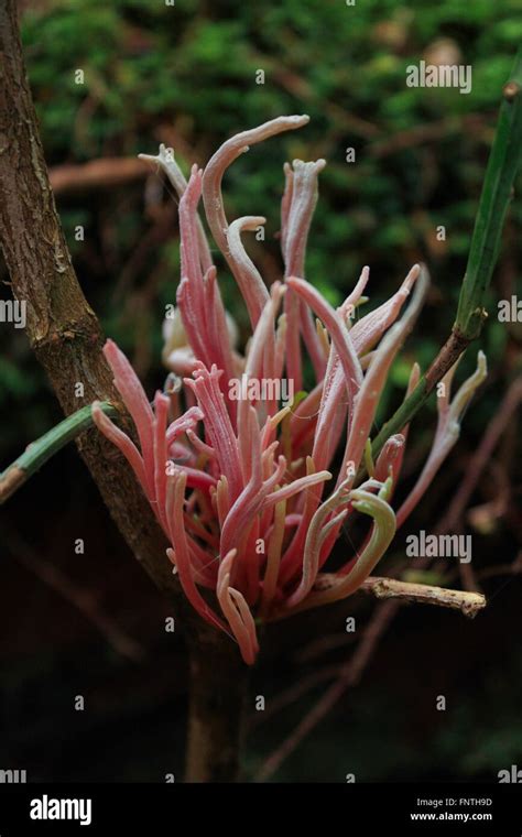 Hongo De Coral Rosa Fotografías E Imágenes De Alta Resolución Alamy