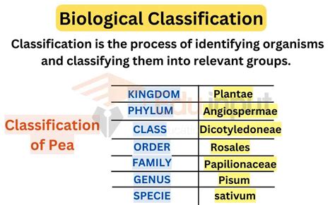 What Is Biological Classification Basis And Units