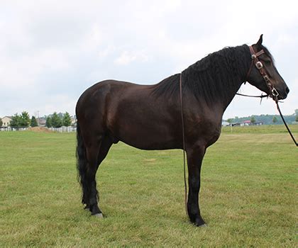 Friesian / Quarter Horse Cross - Discover Ohio Horses