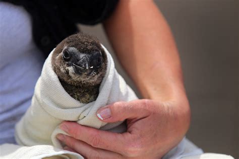 Endangered penguins dealt a blow with latest bird flu outbreak