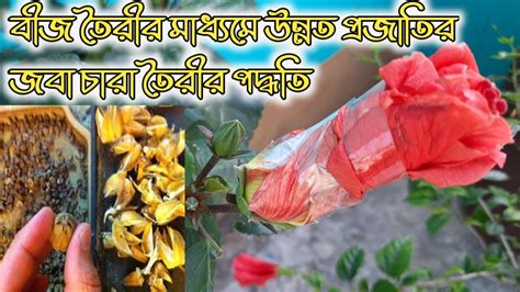 জবার বীজ থেকে চারা তৈরী বীজ তৈরীর মাধ্যমে উন্নত প্রজাতির জবা সৃষ্টির