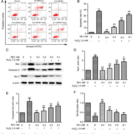 Figure 2 From Ginsenoside Rk1 Protects Human Melanocytes From H2o2