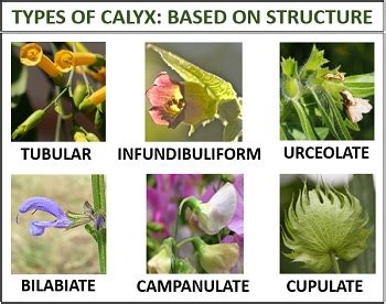 Calyx Flower Definition | Best Flower Site