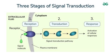 Cell Signaling Notes - Types and Pathways - GeeksforGeeks