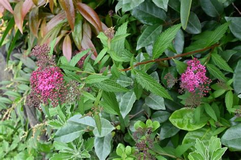 Japanese Meadowsweet Spiraea Japonica Flowers Stock Image Image