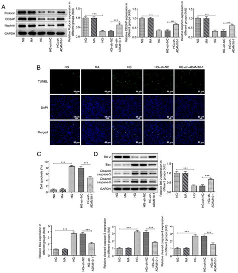 ADAM10 knockdown inhibits HG-induced podocyte apoptosis. (A) Podocyte... | Download Scientific ...