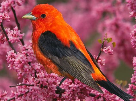 Scarlet Tanager Bird - Wallpaper, High Definition, High Quality, Widescreen