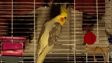 Complete Guide To Cockatiels As Pets: Care And Grooming Tips