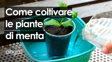 Come Coltivare La Menta In Casa Guida Pratica E Consigli Utili