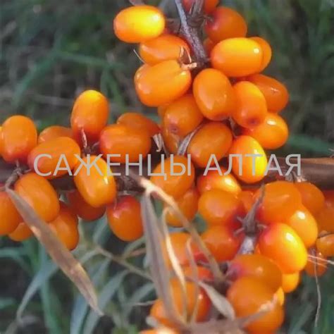 Облепиха"Августина"