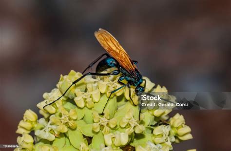 Tarantula Hawk Wasp Pepsis Pallidolimbata Red Rock Canyon National Conservation Area Nevada