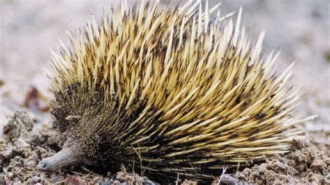 Sir David’s long-beaked echidna | monotreme | Britannica