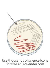 Free Petri Dish Streak Plate Paths Editable Icons Symbols Images