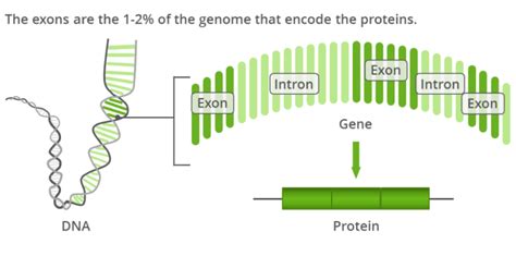 Secuenciación Completa De Exoma Next Generation Sequencing Wiki Fandom