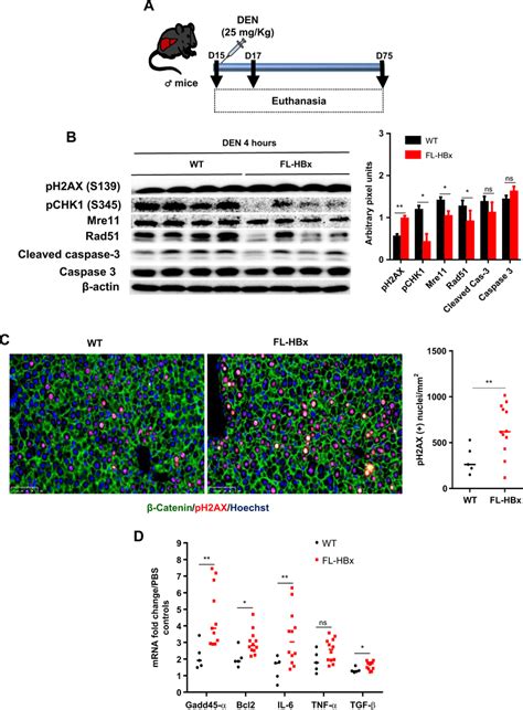 Potentiation Of Den Induced Hcc Initiation Promotion In Fl Hbx Mice 4 H