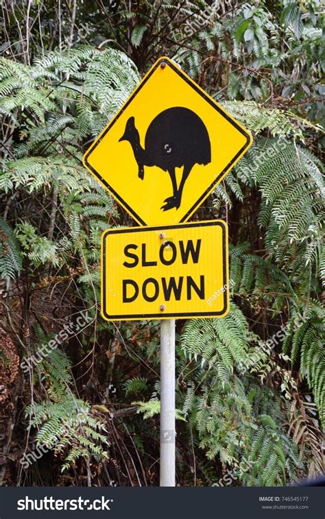 Cassowary Crossing Road Sign Daintree Rainforest 스톡 사진 746545177 Shutterstock