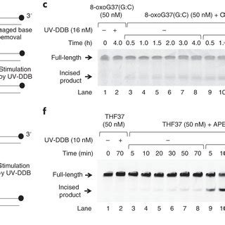 Binding Isotherms Of Ogg And Ape And Uv Ddb Displacement Of Ogg From