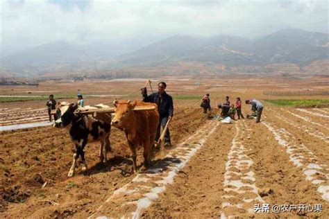 農民不願意種地，如何能提高農民種地積極性？需要從根本上解決 每日頭條