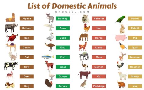 List Domestic Animals Names in English with Pictures and Pdf