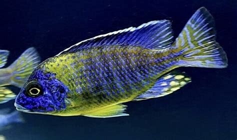 Peacock Cichlids for Sale | Truxillo's Exotic Fish Farm