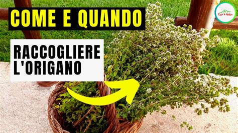 Come E Quando Si Raccoglie L ORIGANO Per ESSICCARLO YouTube