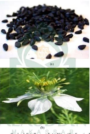 Uji Daya Hambat Ekstrak Metanol Biji Jintan Hitam Nigella Sativa L