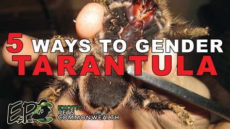 5 Ways On How To Gender Tarantula By Epc Youtube