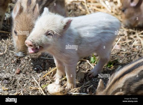 Ortenburg, Germany. 13th Apr, 2016. The white boar 'Bruno' stands in ...